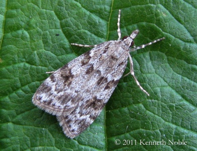 Scoparia ambigualis - Kenneth Noble